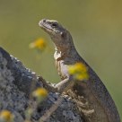 Chuckwalla basking...